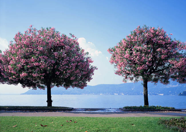 超大影楼背景图片素材:樱花树下 - 爱图网设计